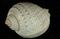 藏品(花點鶉螺)的圖片